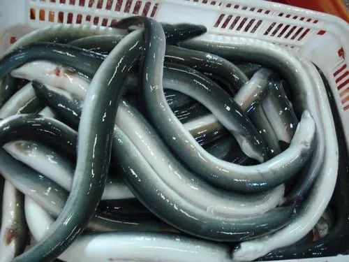 Frozen Black Eel Fish for Food, Human Consumption