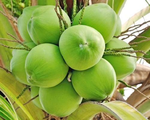 Natural A Grade Organic Green Tender Coconut