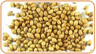 coriander seeds