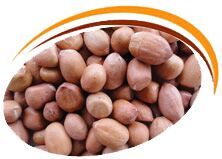 Groundnut Kernels