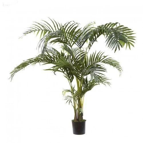 Kentia Palm Plant for Ornamental
