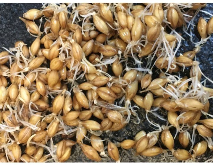 Barley Malt