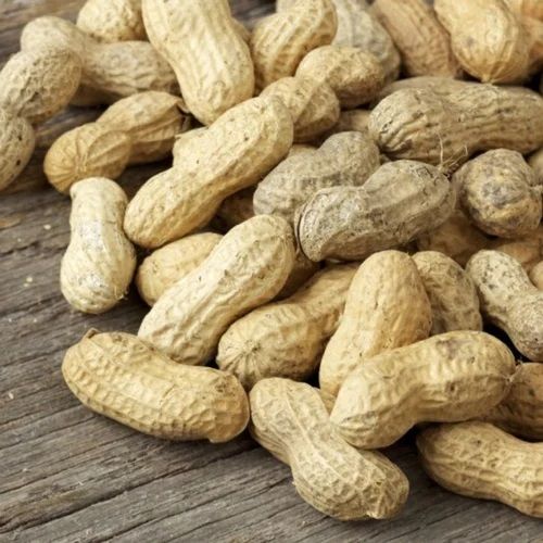 Peanut In Shell, Packaging Size : 25 Kg