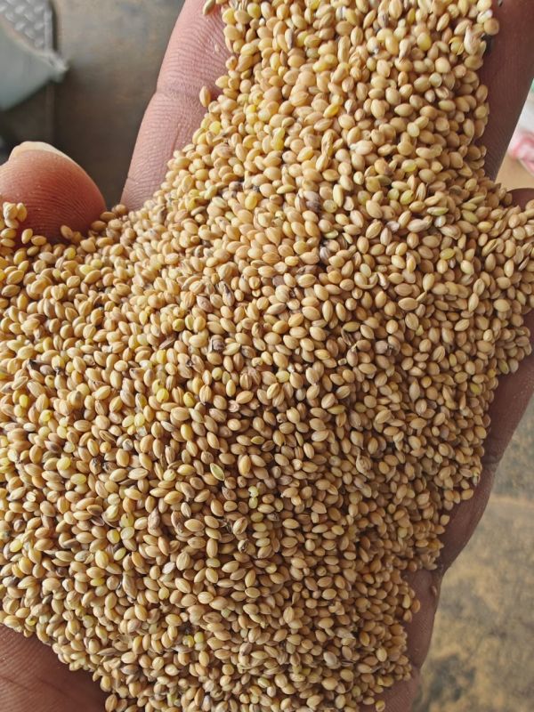 foxtail millet