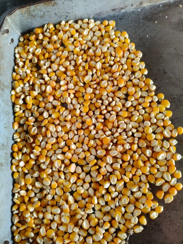 Maize Seeds