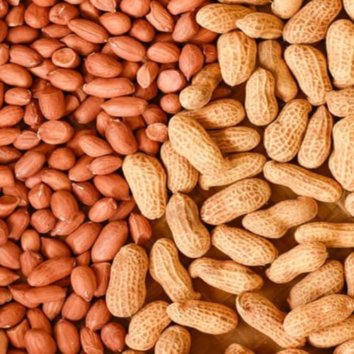 Natural Bold Groundnut Kernels, Packaging Size : 25-50 Kg