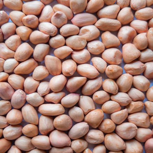 Natural Java Groundnut Kernels, Packaging Size : 25-50 Kg