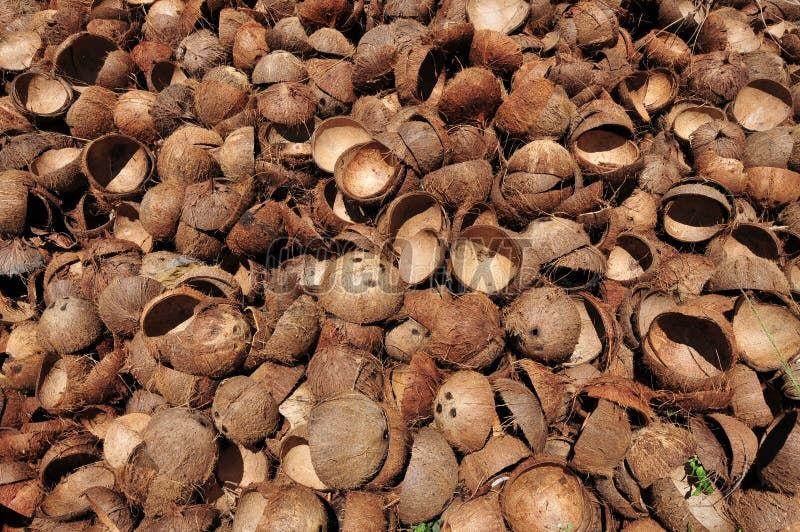 Coconut Shell