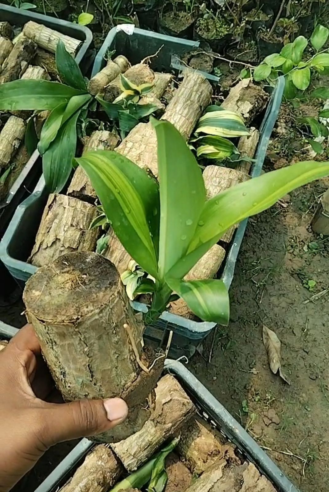 Brazilian Lucky Wood Plant