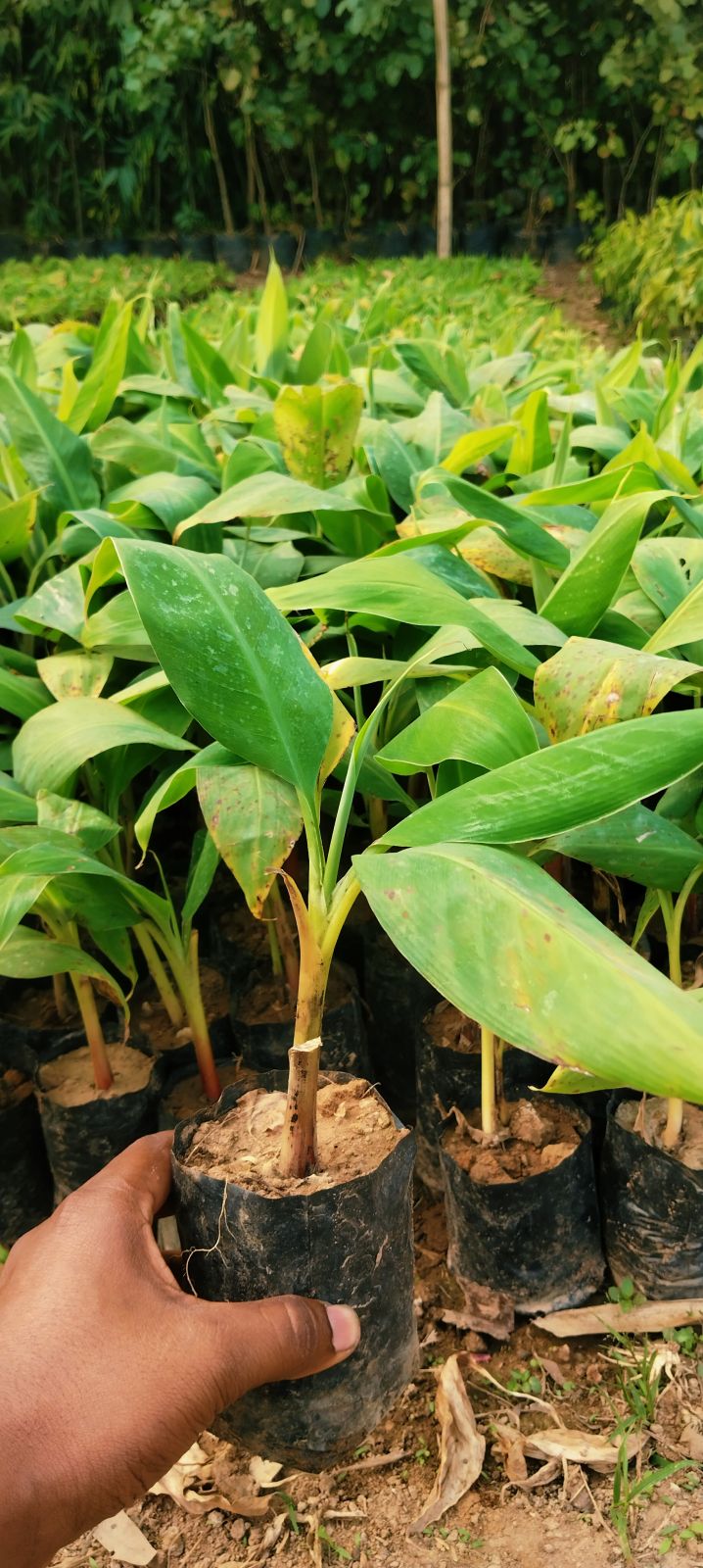 G9 - Banana / Kele Ka Paudha