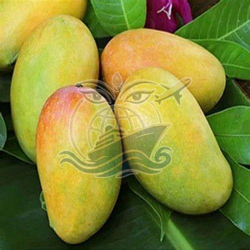 Fresh Indian Kesar Mango, Packaging Type : Carton Box