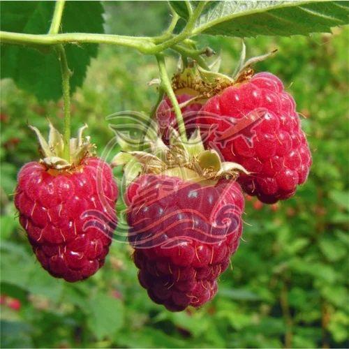 Natural Fresh Raspberry, Taste : Sweet for Fruits, Cosmetics