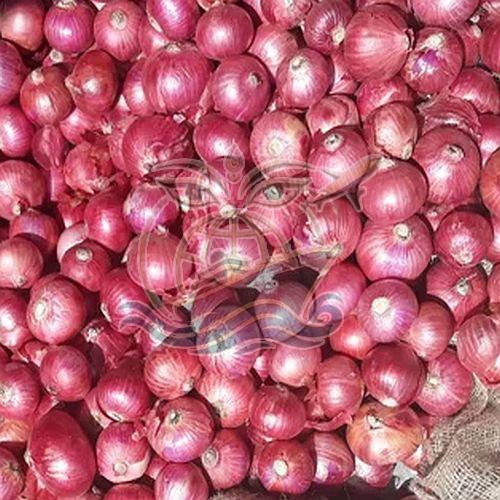 Fresh Red Garva Onion Medium, Packaging Type : Bag for Cooking