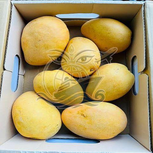 Fresh Yellow Banginapalli Mango, Packaging Type : Box
