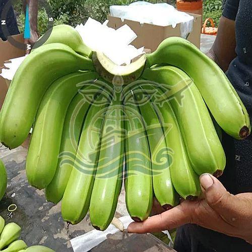 Premium Grade G9 Canvendish Banana, Color : Green