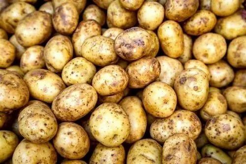 Firm A Grade Fresh Potato, Packaging Type : 25kg, 50kg Bags
