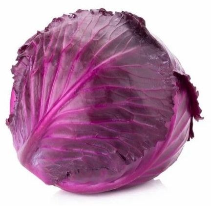 A Grade Fresh Red Cabbage for Salad & Cooking, Shelf Life : 10 Days