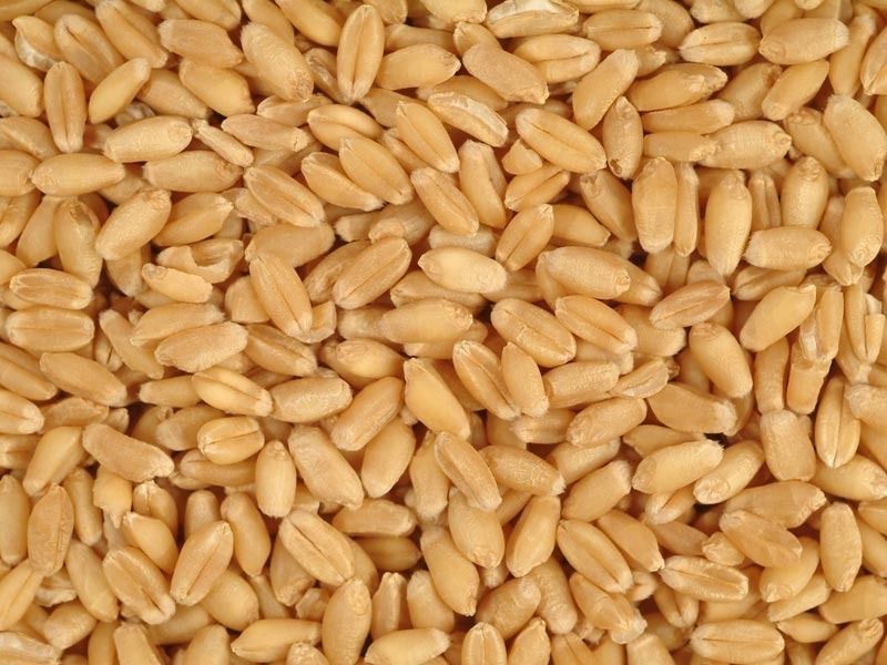 Poultry Grade Wheat Grains