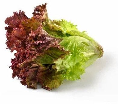 Red Leaf Lettuce
