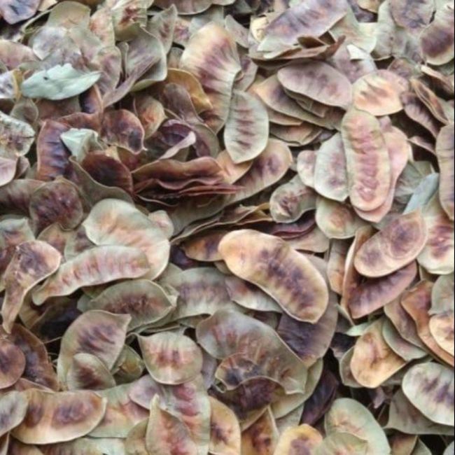 Hand Picked Senna Pods