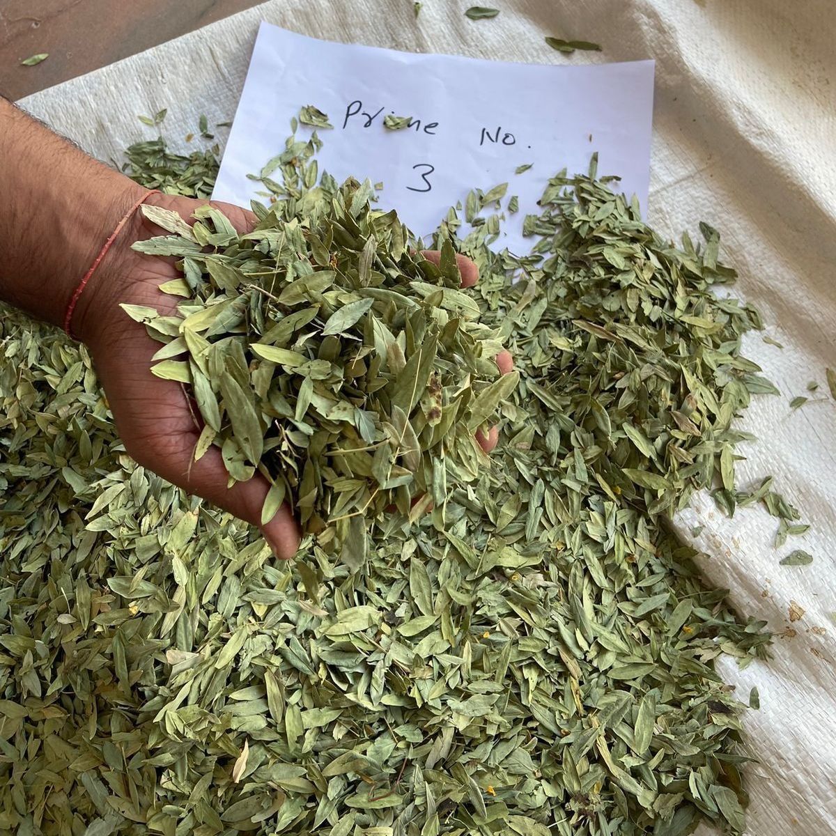 Single Clean Prime 3 Senna Leaves