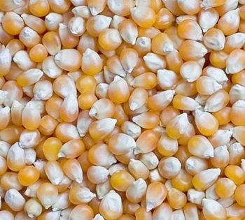 Maize, Quality Available : A Grade