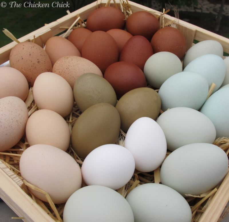 Poultry Eggs