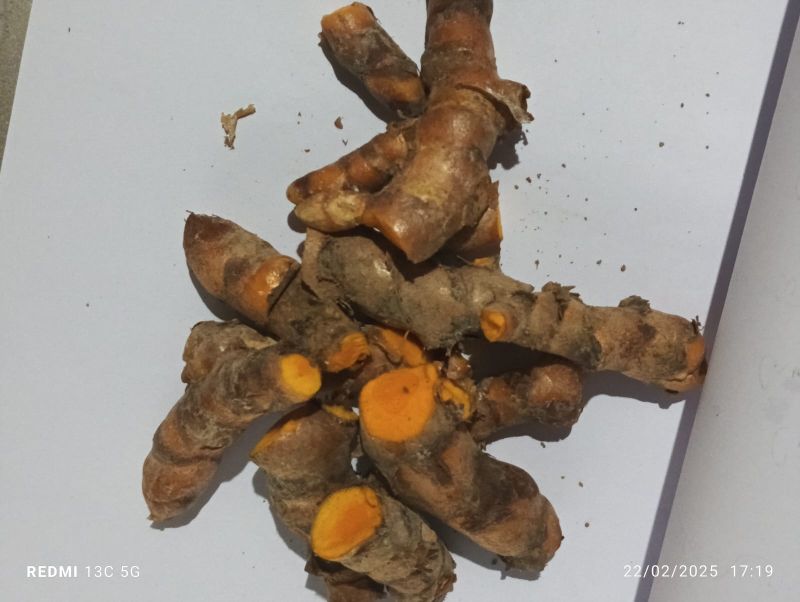 organic turmeric