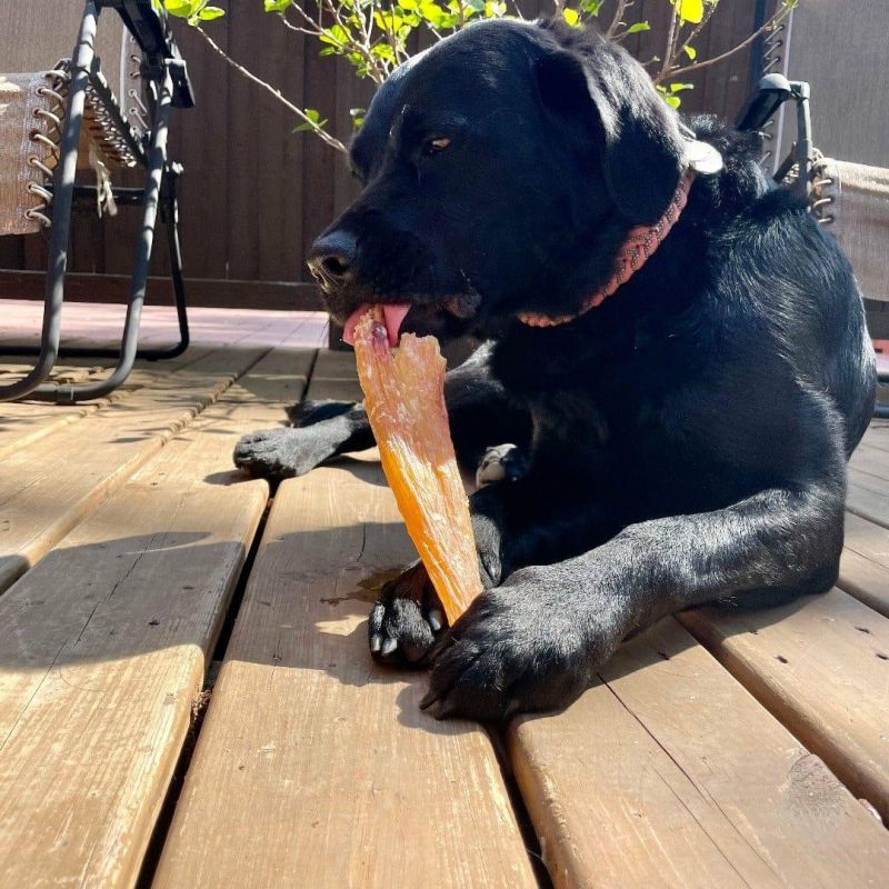 Bully Stick Pizzel Chew For Dog Pizzle Stick Bully Stick Dog Chew Bull Pizzle