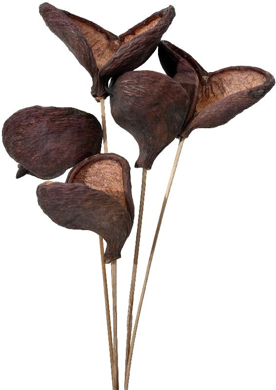 Dried Flower