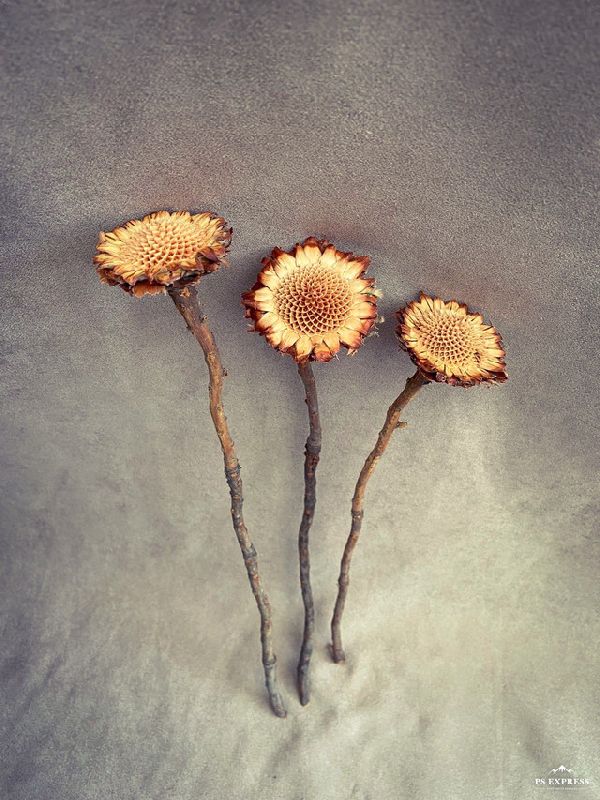 Dried Flower