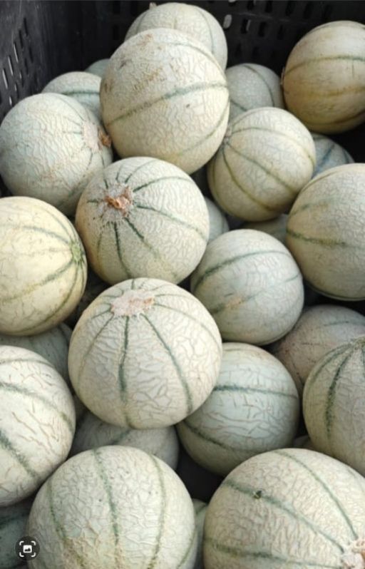 Fresh Musk Melon