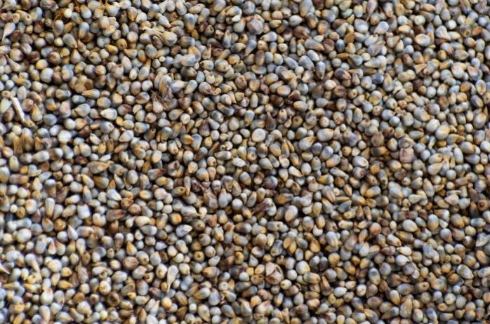 Pearl Millet (Bajra)