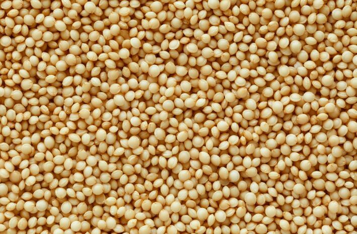 Sorghum (Jowar)
