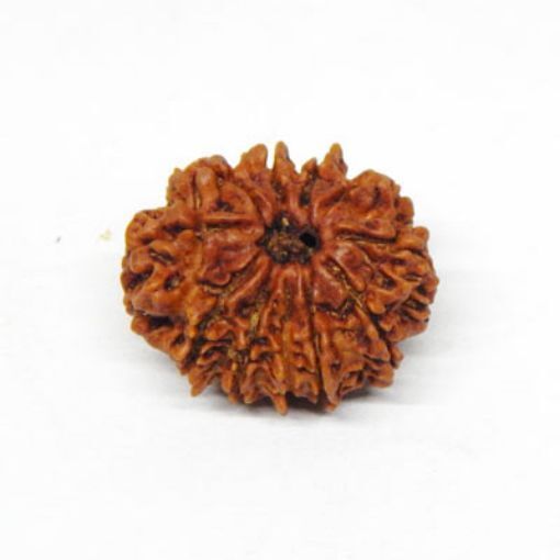 Eleven Mukhi (Face) Rudraksha