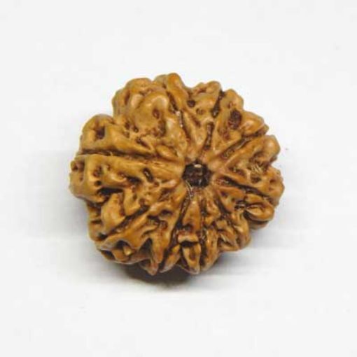 Nine Mukhi (Face) Rudraksha