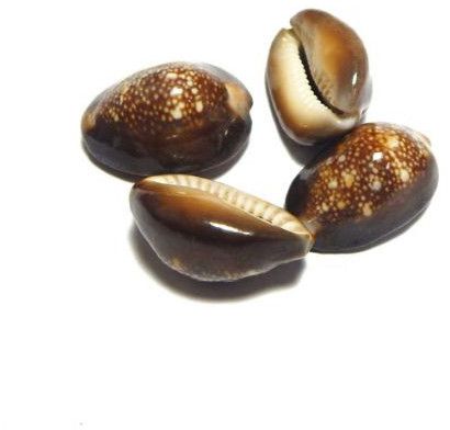 Raj Laxmi Cowrie Shell (Kawadi), Color : Natural