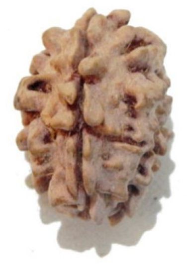 Two Mukhi (Face) Himalayan Rudraksha