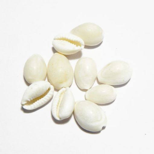 White Small Cowrie (Kawadi)