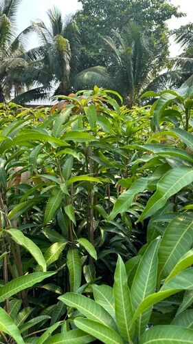 Alphonso Mango Plant