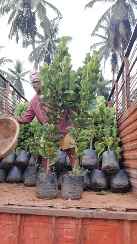 Ficus Lyrata Plant