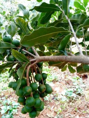 Macadamia Nut Grafted Plant