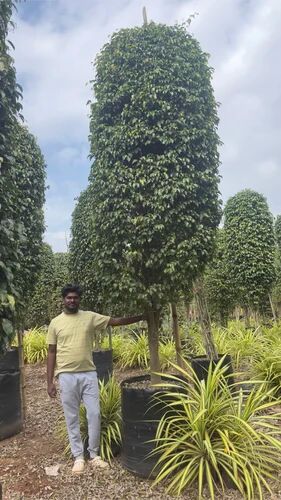 Black Ficus Plant