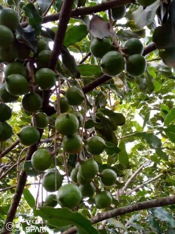 Macadamia Nut Grafted Plant