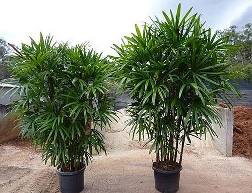 Raphis Palm Plant
