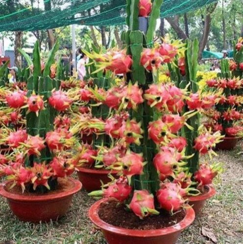 red dragon fruit plant