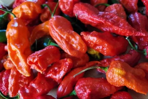 Dry Red King Chilli, Packaging Size : 5-25kg For Making Pickles