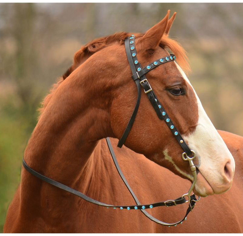 Horse Bridle