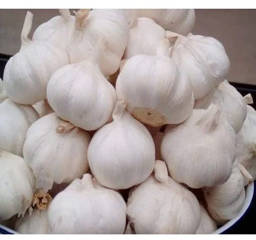 Fresh Garlic