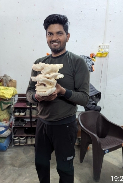 Oyster Mushroom